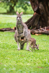 Morning Grace: A Kangaroo and Joey in Tower Hill Reserve, Victoria