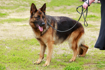 Dog breed German Shepherd