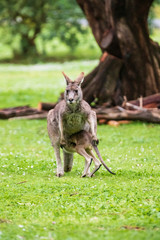 Kangaroo, Mother and Baby