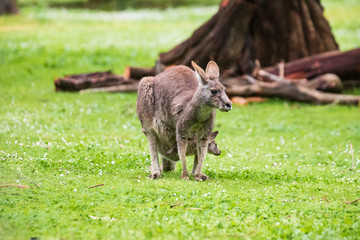 Morning Grace: A Kangaroo and Joey in Tower Hill Reserve, Victoria