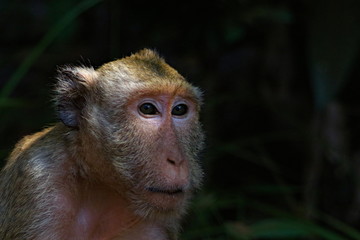 Monkey face
