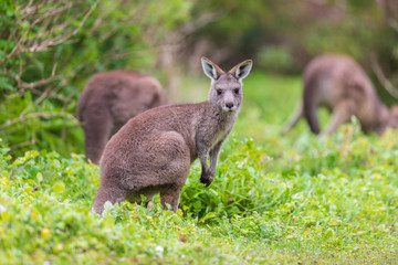 Group of Wallaby, Tower Hill Reserve