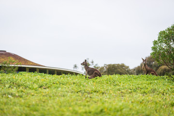 Wallaby, Tower hill reserve