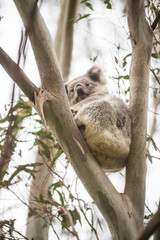 Koala on Tree