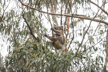 Koala on Tree