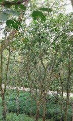 Fototapeta premium trees in the forest