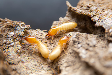 Selective focus of the small termite on decaying timber. The termite on the ground is searching for food to feed the larvae in the cavity..