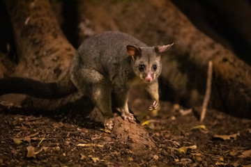Brushtail Possum at Night, Australia