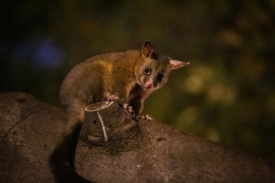 Brushtail Possum At Night