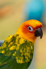 Close up image of Colorful Sun Parakeet