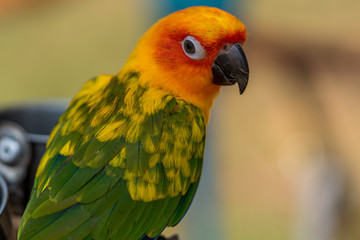 Close up image of Colorful Sun Parakeet