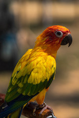 Close up image of Colorful Sun Parakeet