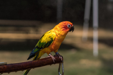 Close up image of Colorful Sun Parakeet