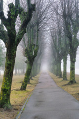  Thick dense fog with poor visibility on a cold winter morning in the park.