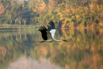 Openbill stork Birds (A. oscitans)  are flying over the river and in the background mountains. A large fish-eating bird is flying for food over the canal.