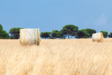 haystacks on a field agriculture