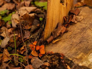 orange mushrooms on a stump in autumn, Moscow