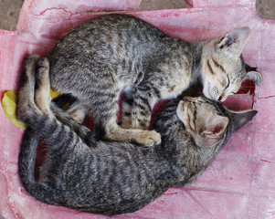 a pair of sleeping gray striped kittens