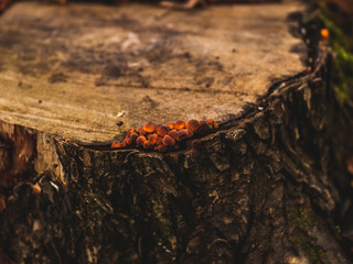 Fototapeta premium orange mushrooms on a stump in autumn, Moscow