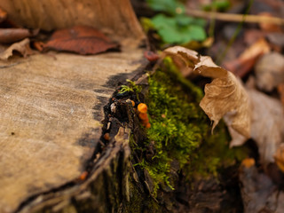 orange mushrooms on a stump in autumn, Moscow