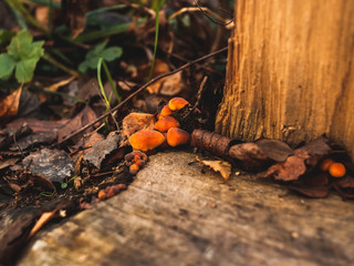 orange mushrooms on a stump in autumn, Moscow