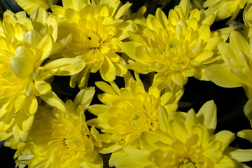 yellow chrysanthemum flower close up top view macro