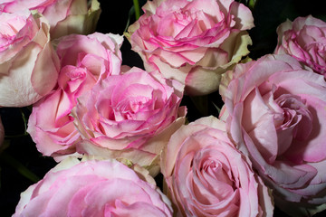 flower rose close up macro