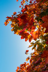 Sun behind autumn tree