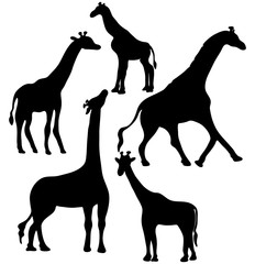 Set of vector silhouettes of a giraffe. Vector hand-drawn illustration isolated on white background.
