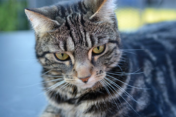 Portraits of my Bengal Cats