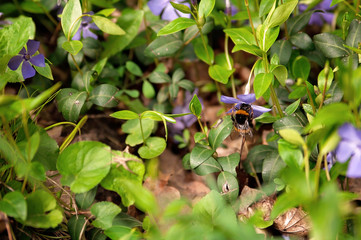Bumblebee pollinating a periwinkle flower in springtime. Soft focus. Close-up.