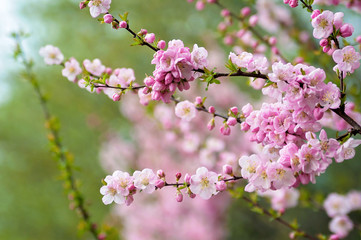 Soft focus. Cherry blossom or sakura flower on green nature background. Close-up. Copy space.