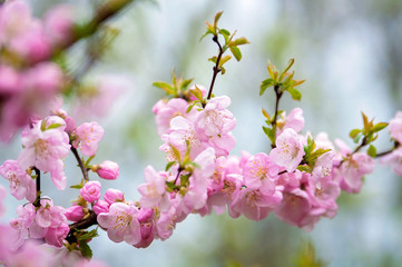 Soft focus. Cherry blossom or sakura flower on nature background. Close-up.