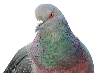 portrait of a dove on a white