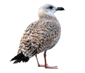 White and grey seagull isolated on white