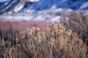 Fototapeta premium Rich warm browns of winter foliage against a snowy and icy river