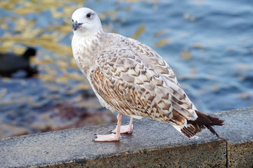 White and grey seagull