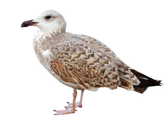 White and grey seagull isolated on white