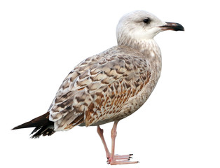 White and grey seagull isolated on white