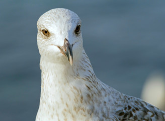 portrait of big sea gull on background sky
