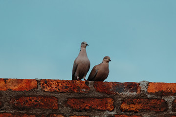 Two doves sitting on a brick wall