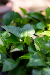 green leaf in the garden