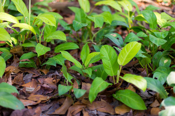 young plants in the garden