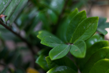 background of green leaves