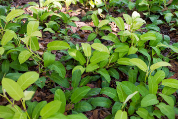 green young  plants is growing  in the garden