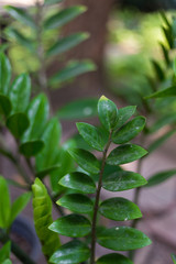 green plant in the garden