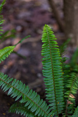 fern in the forest