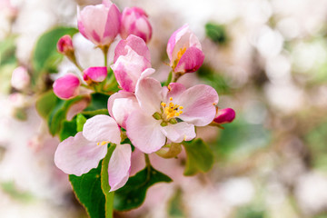 Blossoming apple blossoms in early spring in the natural environment.