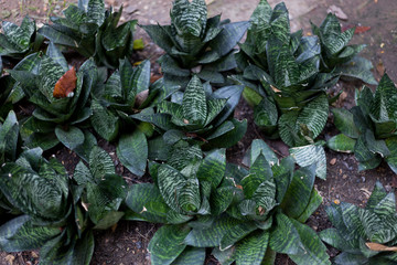 green plant in the garden