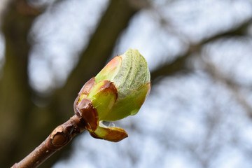 Young green buds on a brown branch in early spring close-up.